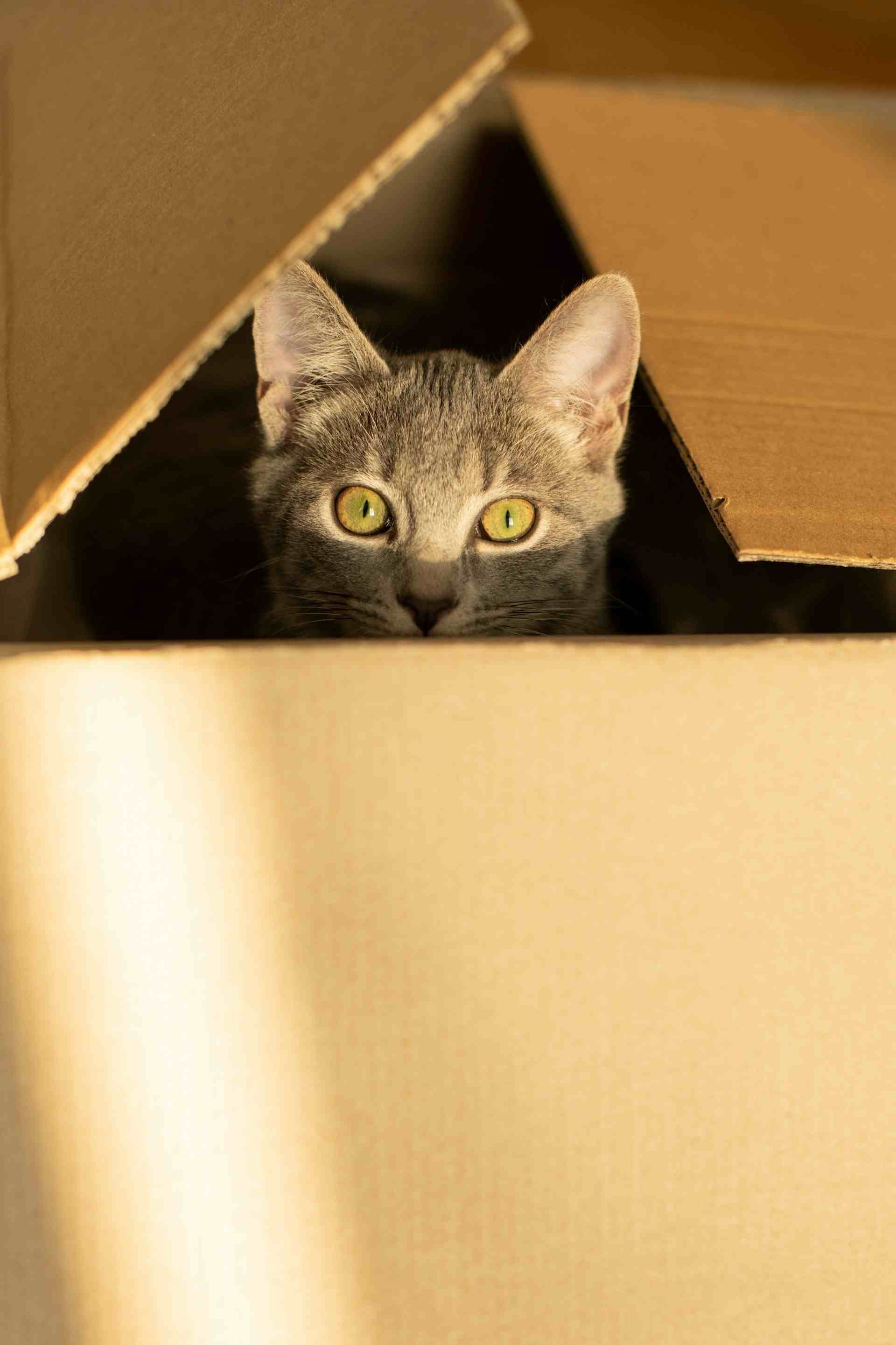 photo d'un chat dans un carton de déménagement de la société Accordem
